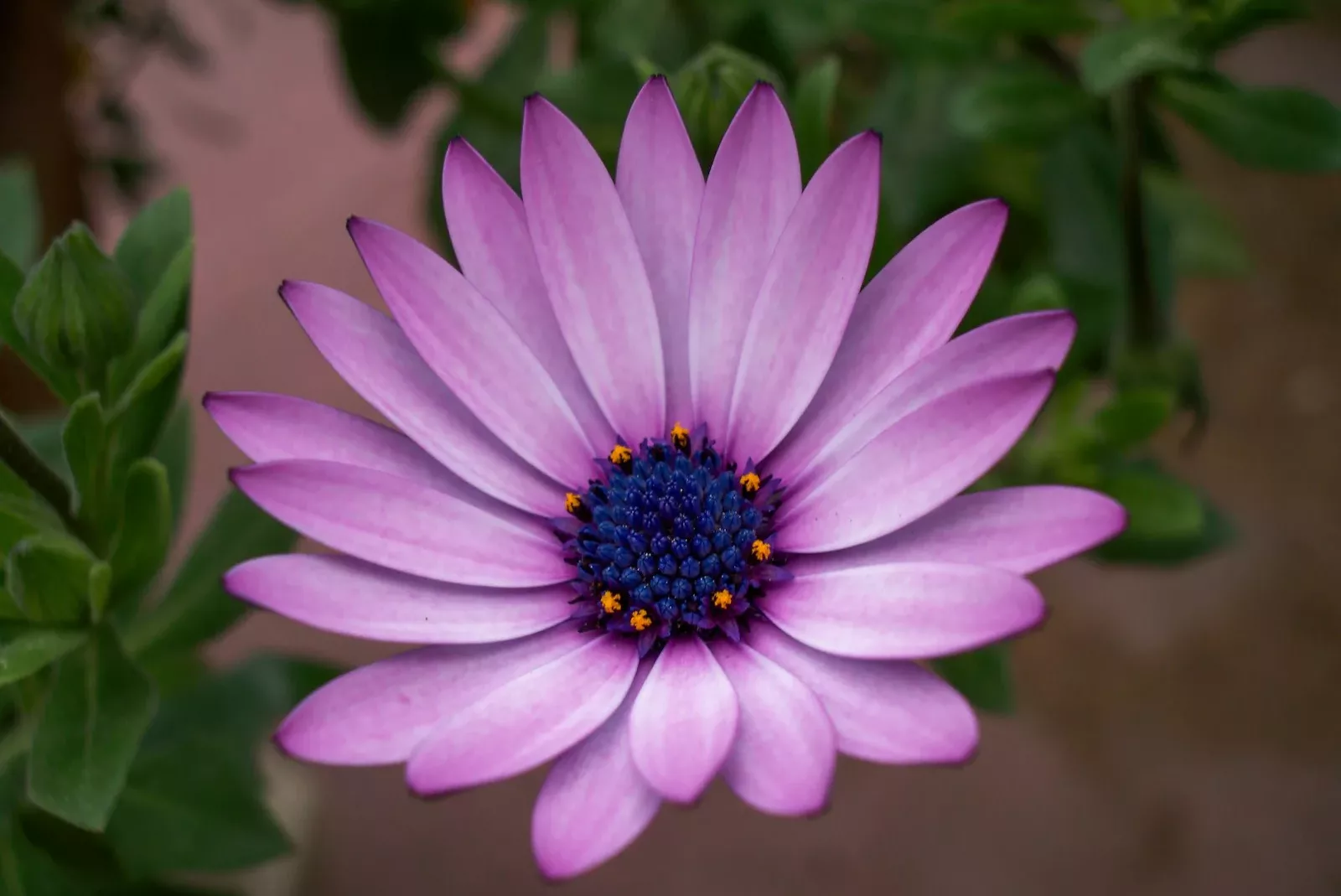 purple flower in tilt shift lens